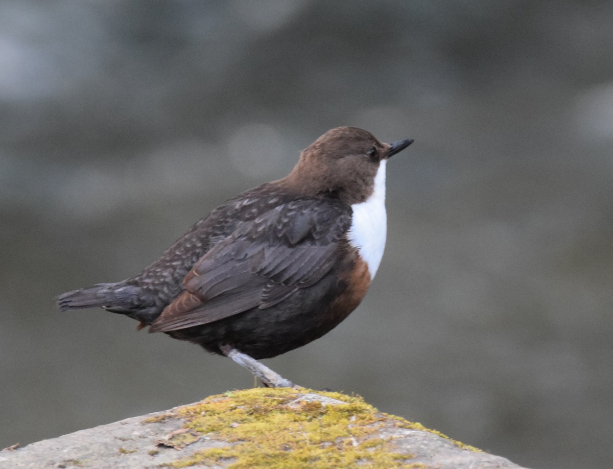 White-throated Dipper - A Emmerson