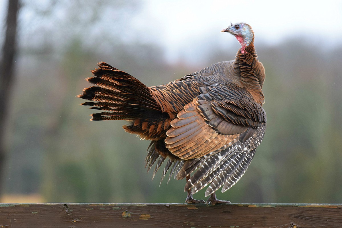 Wild Turkey - Hugh Barger