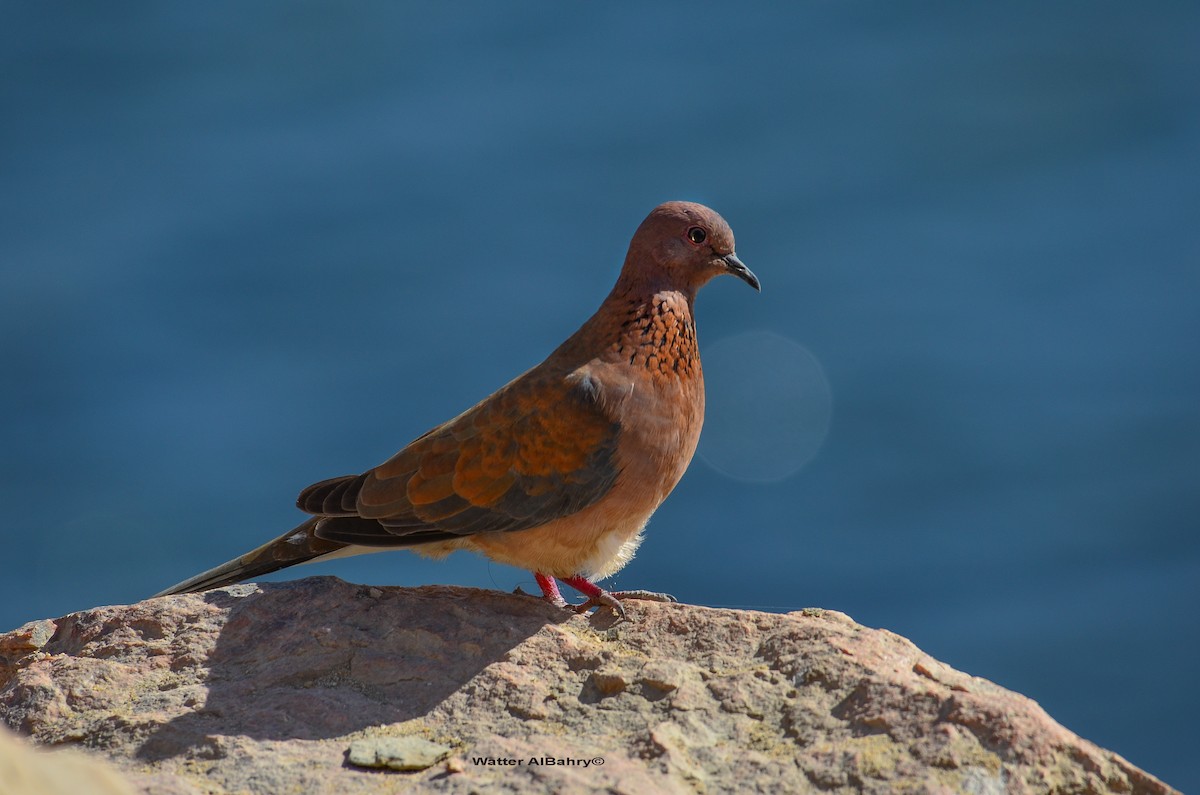 Laughing Dove - ML207481371
