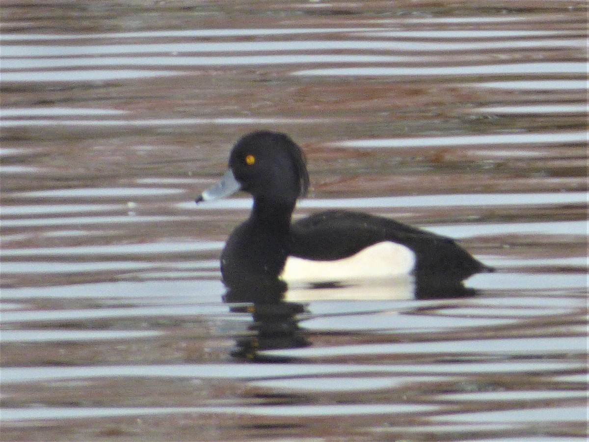 Tufted Duck - Mike Tuer