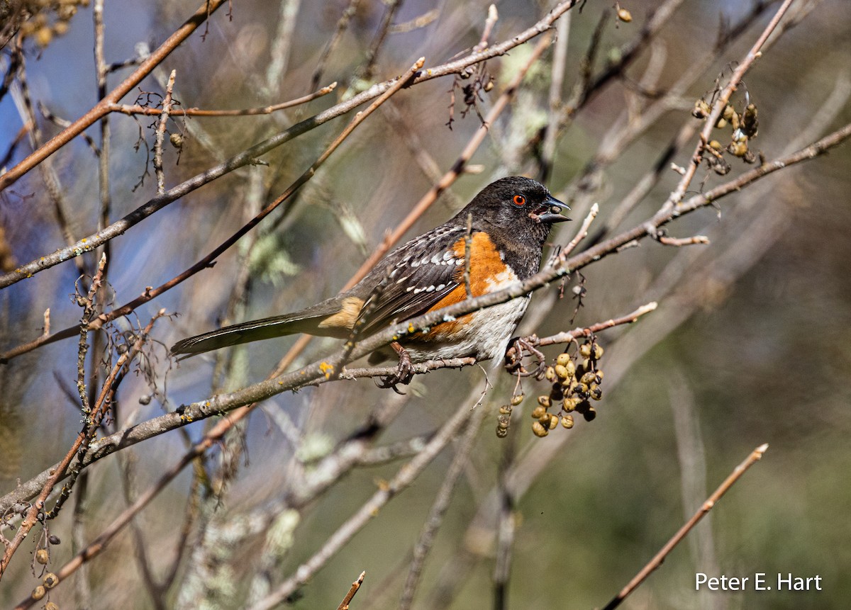 Spotted Towhee - Peter Hart