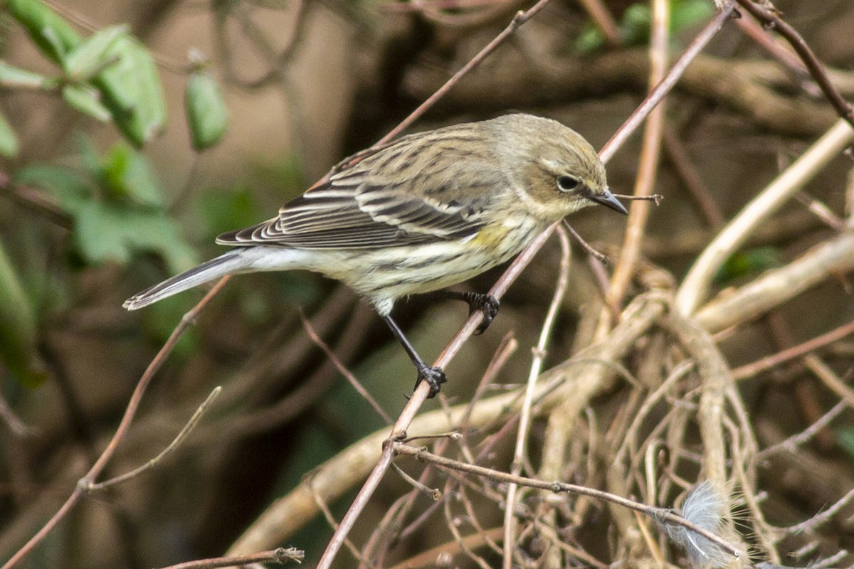 Yellow-rumped Warbler - George Holt