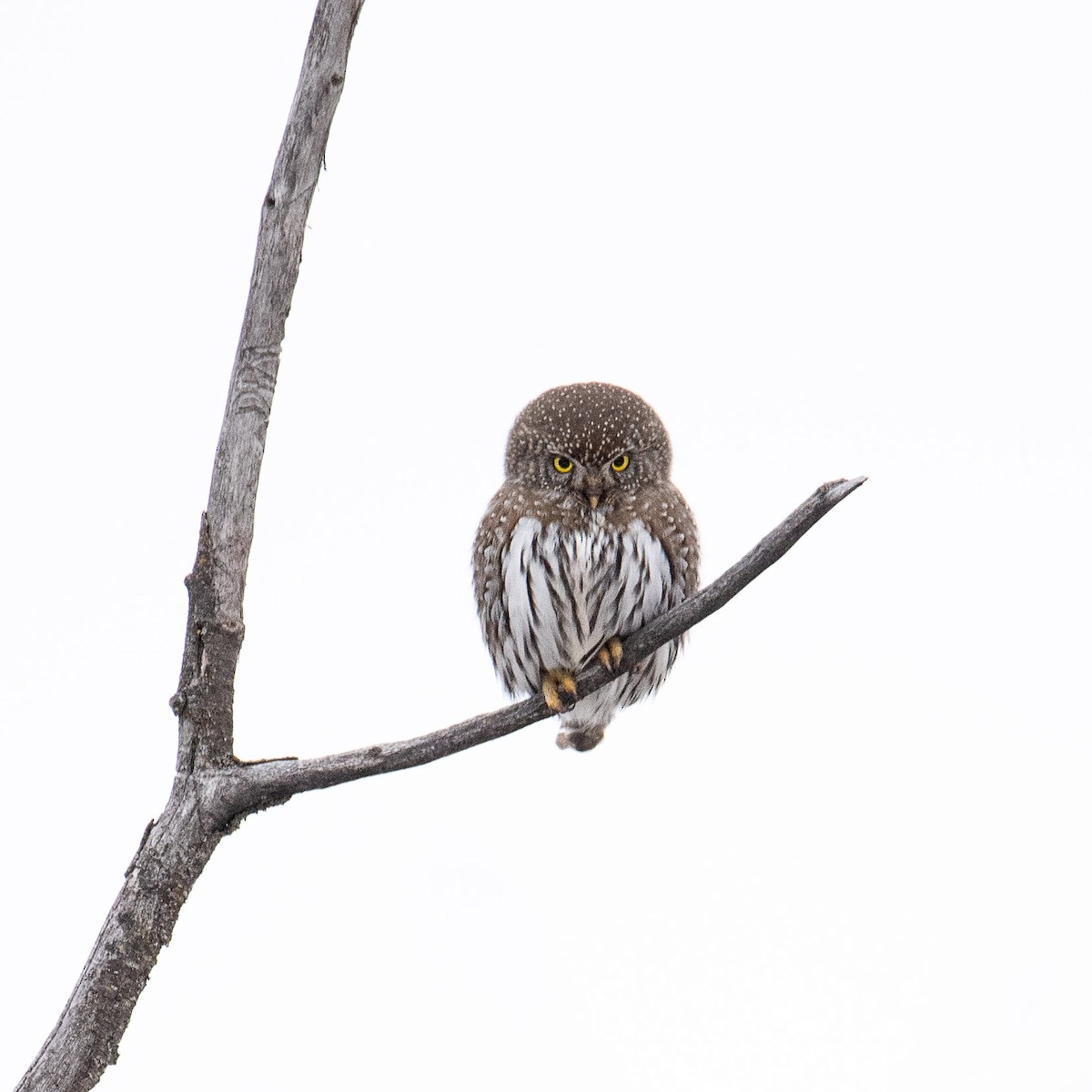 Northern Pygmy-Owl - Lyle Grisedale