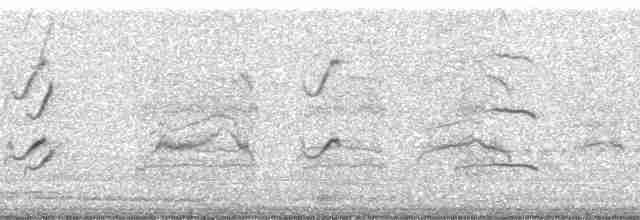 Brown-crested Flycatcher (Ometepe) - ML20749