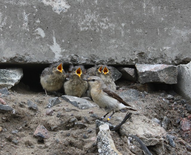 Older nestlings venture to cavity entrance. - Northern Wheatear (Greenland) - 