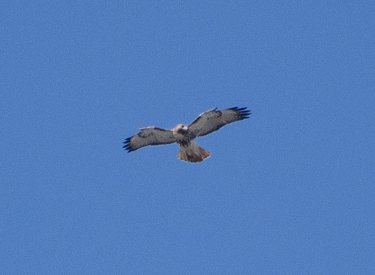 Red-tailed Hawk - ML207490641
