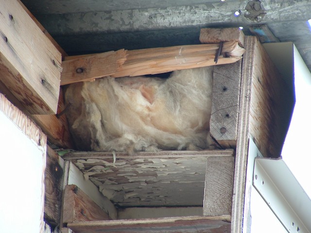 Nest site in eaves of abandoned building. - Northern Wheatear (Greenland) - 