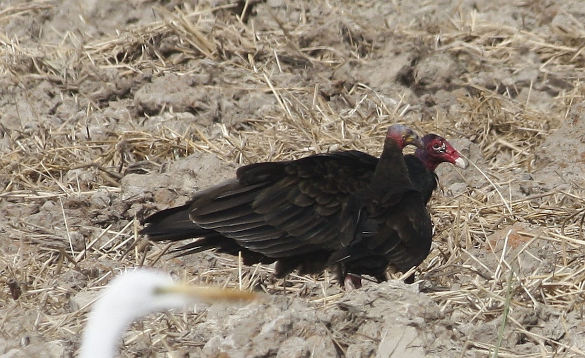 Turkey Vulture - ML207492301