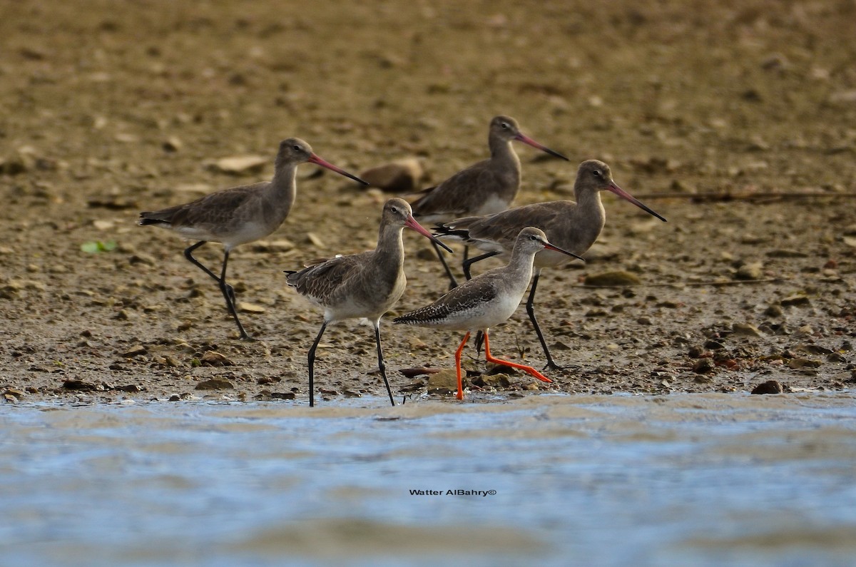 Spotted Redshank - ML207493451