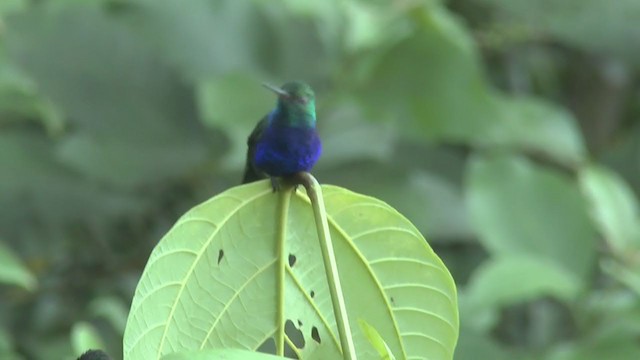 Violet-bellied Hummingbird - ML207494271