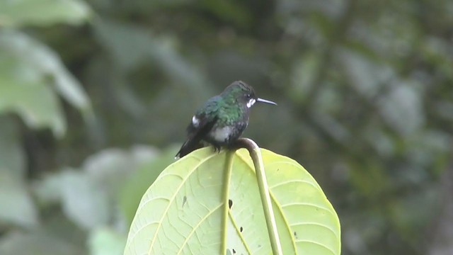 kolibřík trnoocasý - ML207495541