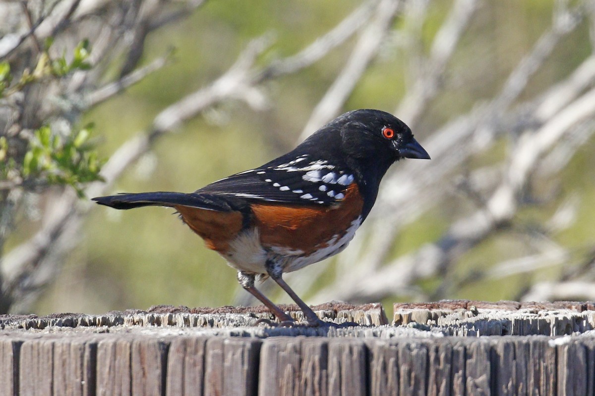 Spotted Towhee - ML207499001