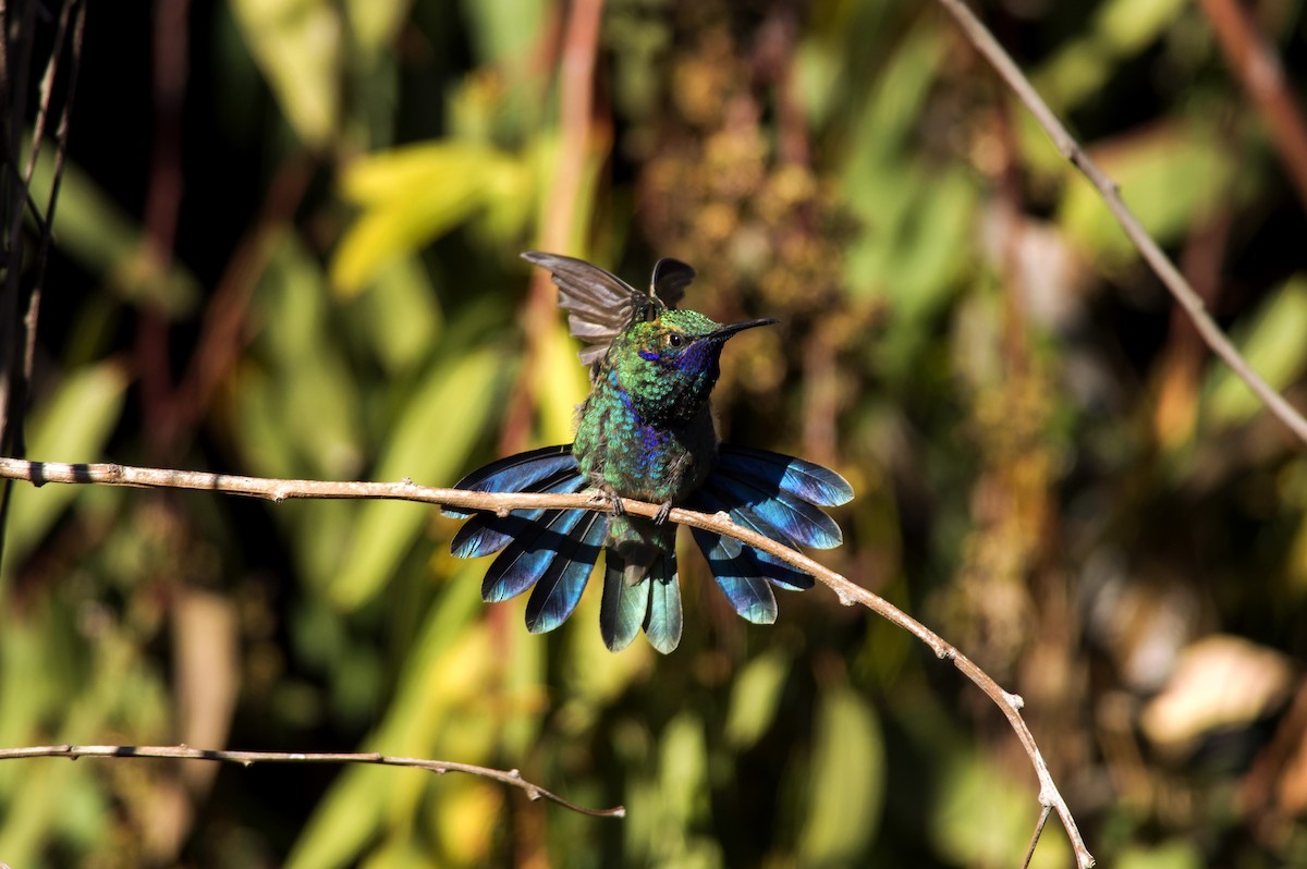 Sparkling Violetear - Esteban Villanueva (Aves Libres Chile)