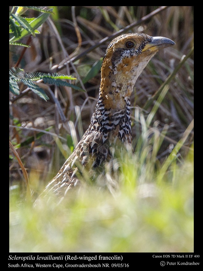 Red-winged Francolin - ML207501361
