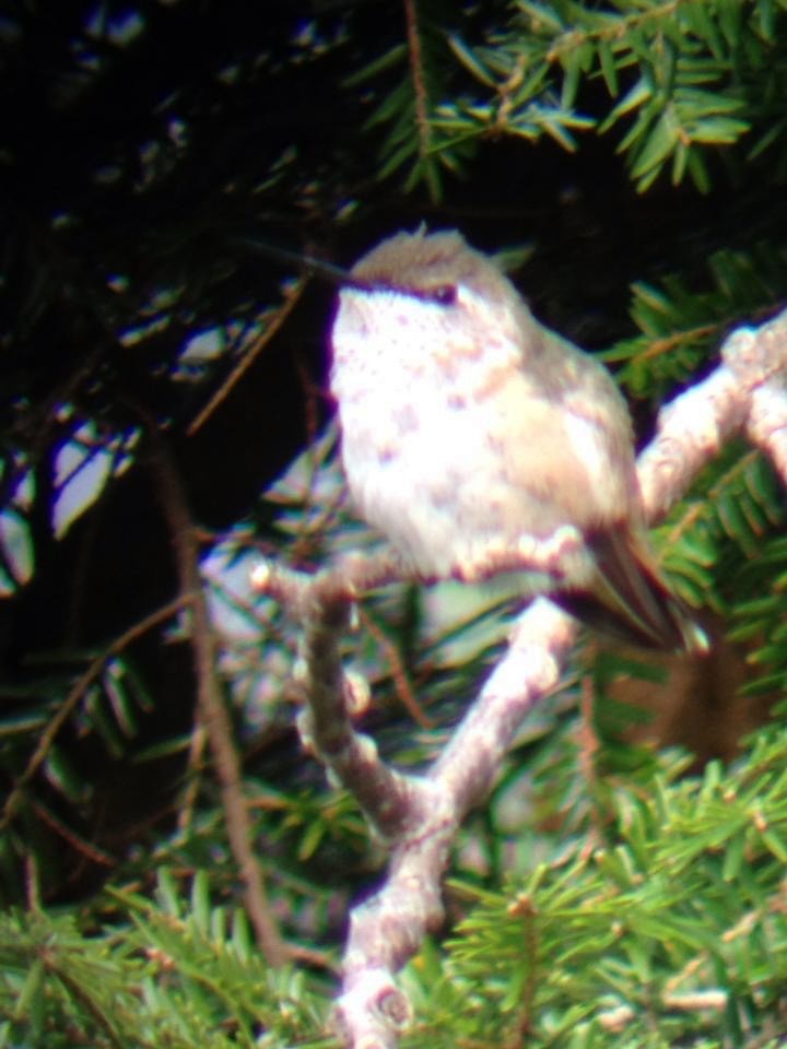 Rufous Hummingbird - Chuck Imbergamo