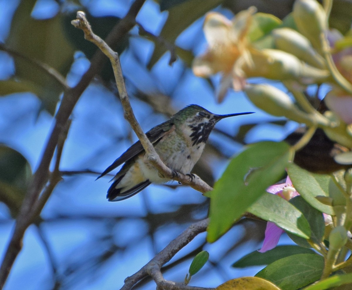 Calliope Hummingbird - John Bruin