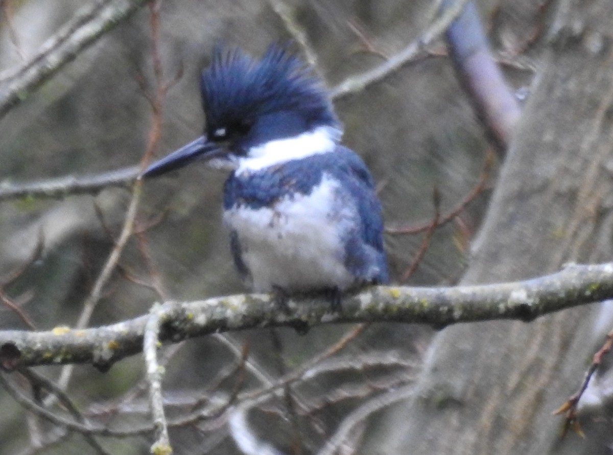 Belted Kingfisher - ML207502781