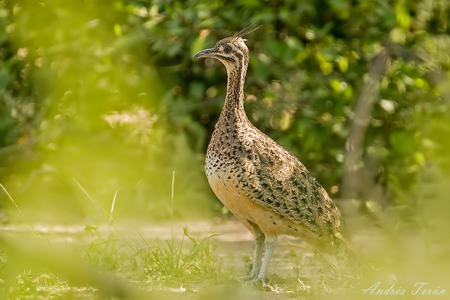 Kusacz Lesny Ebird
