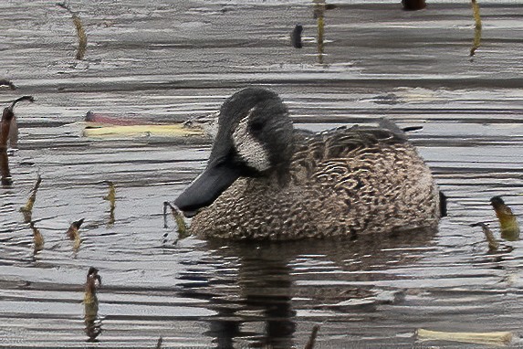 Blue-winged Teal - ML207509951