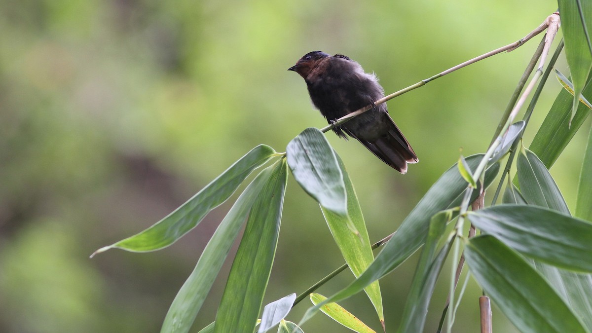 Pacific Swallow - ML20751141