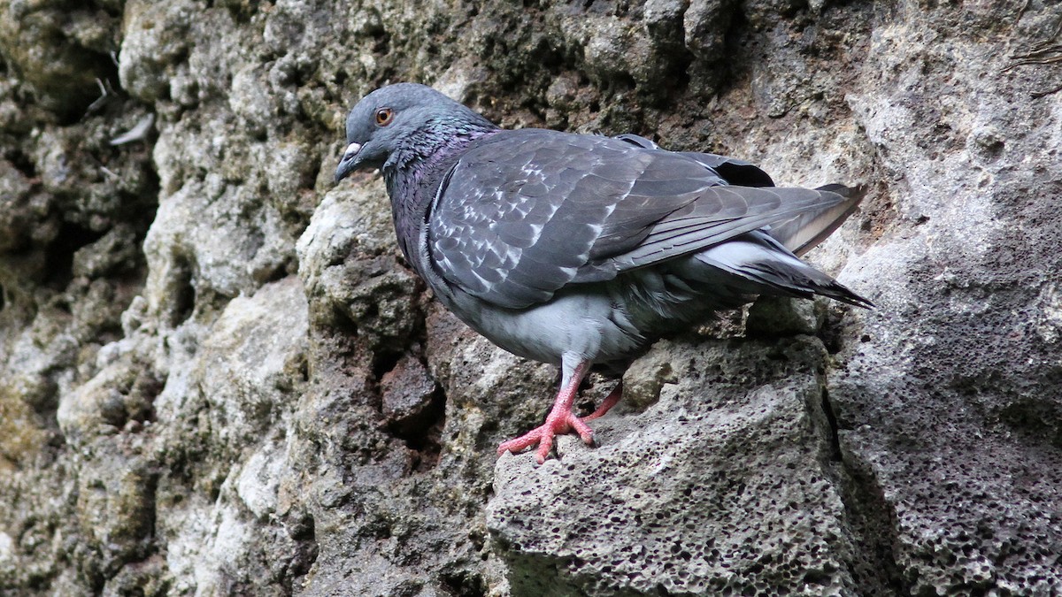 Rock Pigeon (Feral Pigeon) - Daniel Jauvin