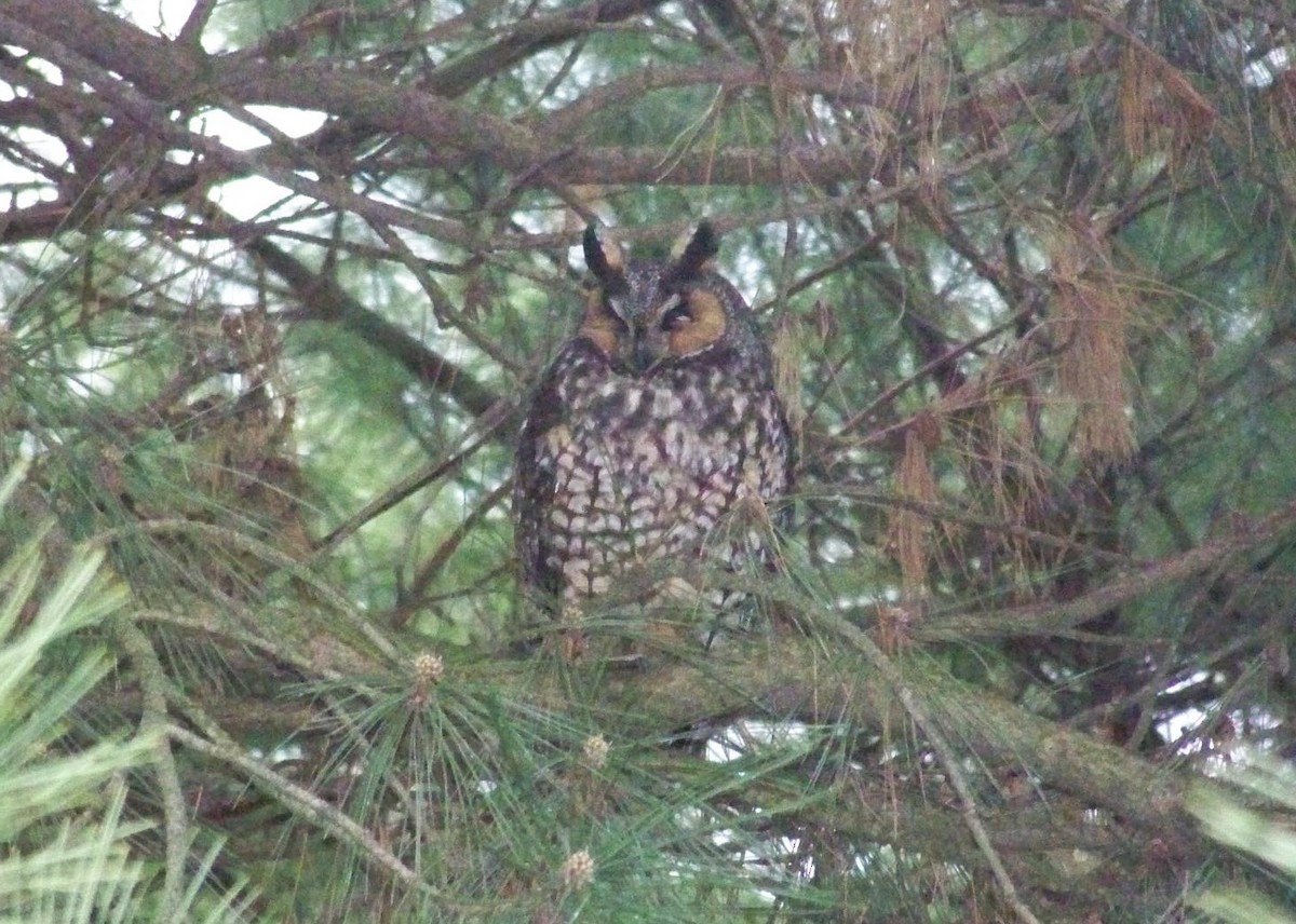 Long-eared Owl - ML207513661