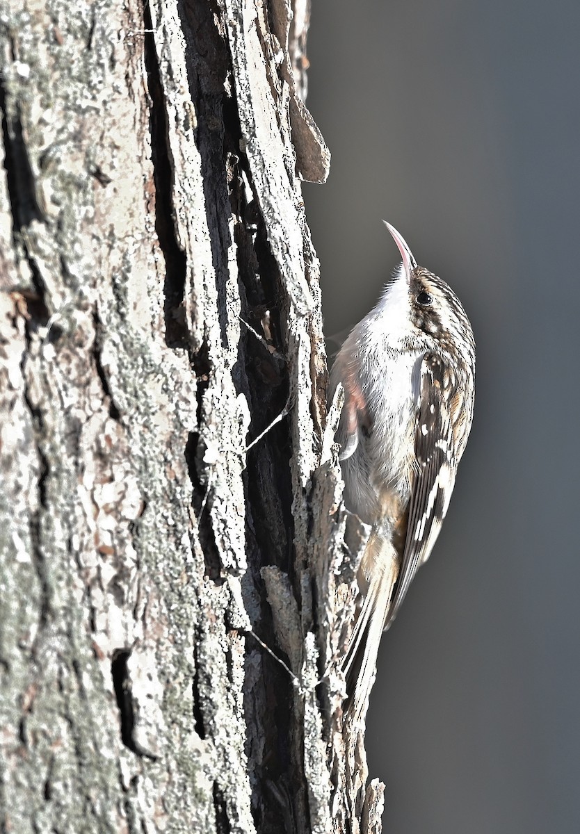 Brown Creeper - André Lanouette