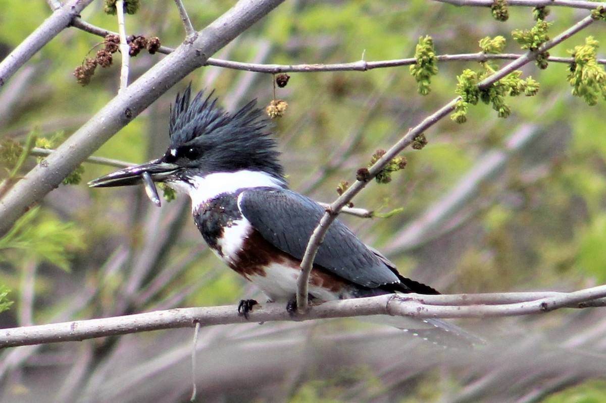 Belted Kingfisher - Rocío Reybal 🐦