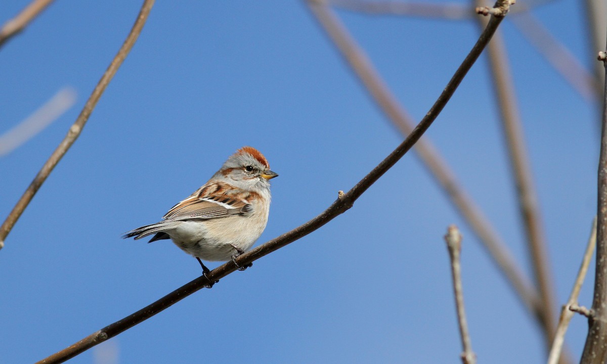American Tree Sparrow - ML20752041