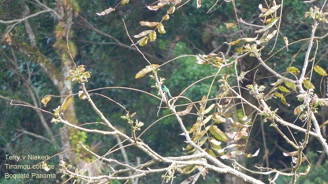 kolibřík modrouchý - ML207523191