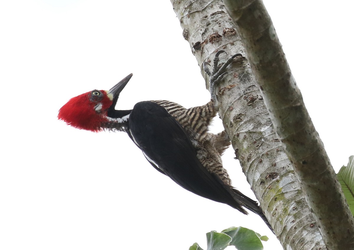 Crimson-crested Woodpecker - Matthew Grube