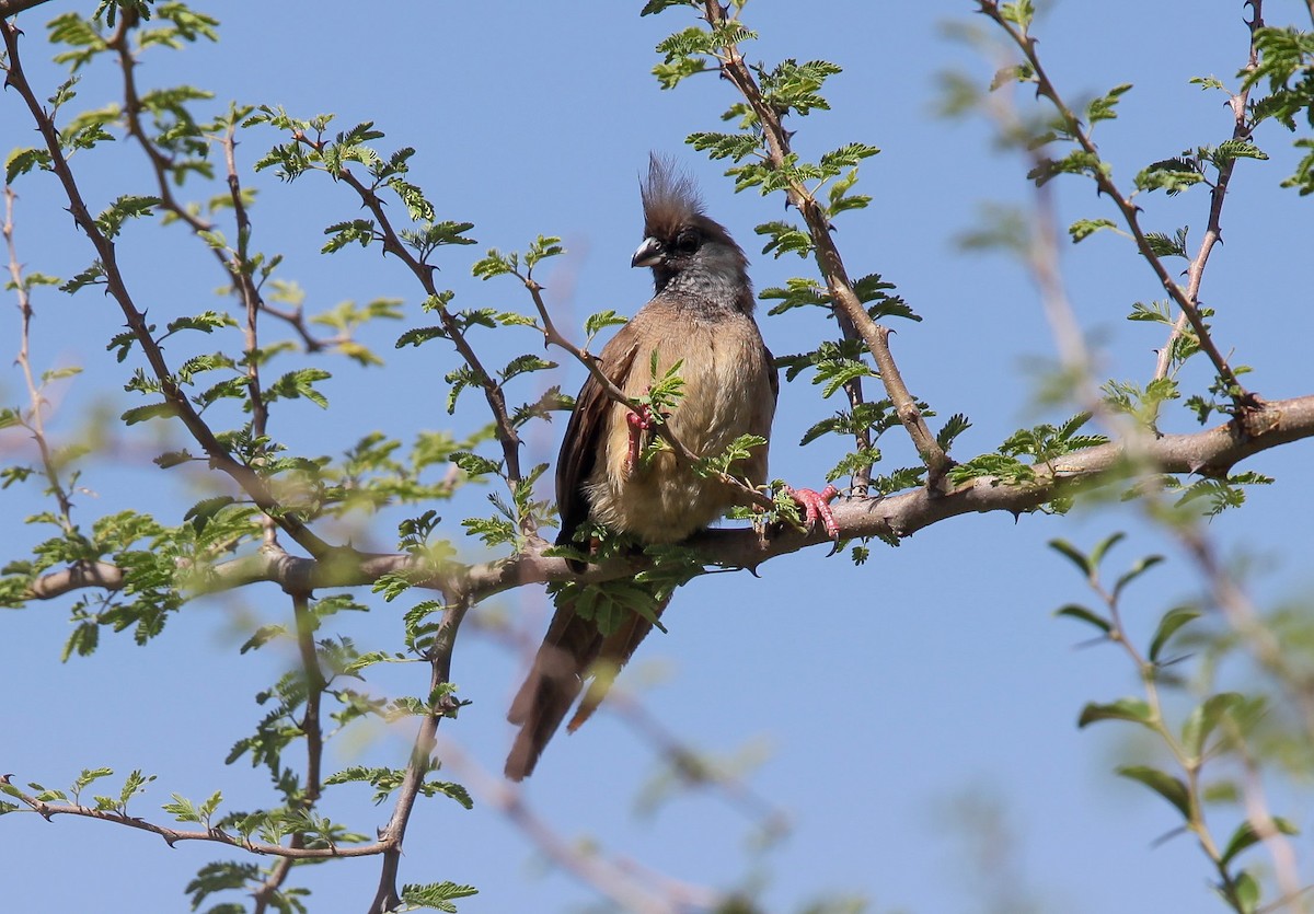 Speckled Mousebird - ML207525541
