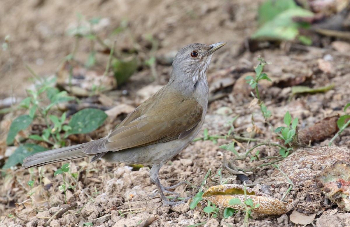 Pale-breasted Thrush - ML207527191