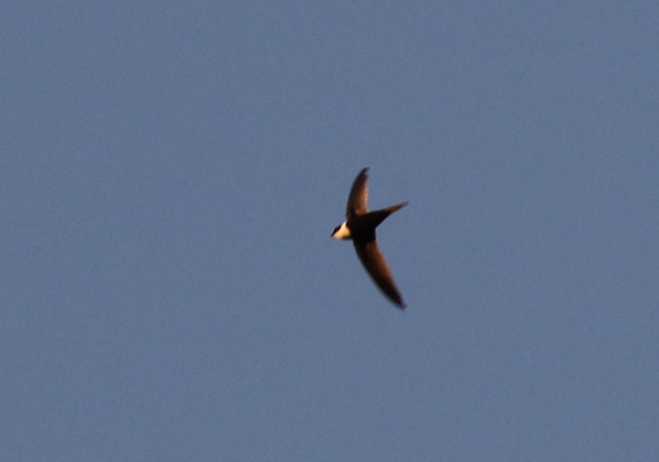 Lesser Swallow-tailed Swift - Matthew Grube