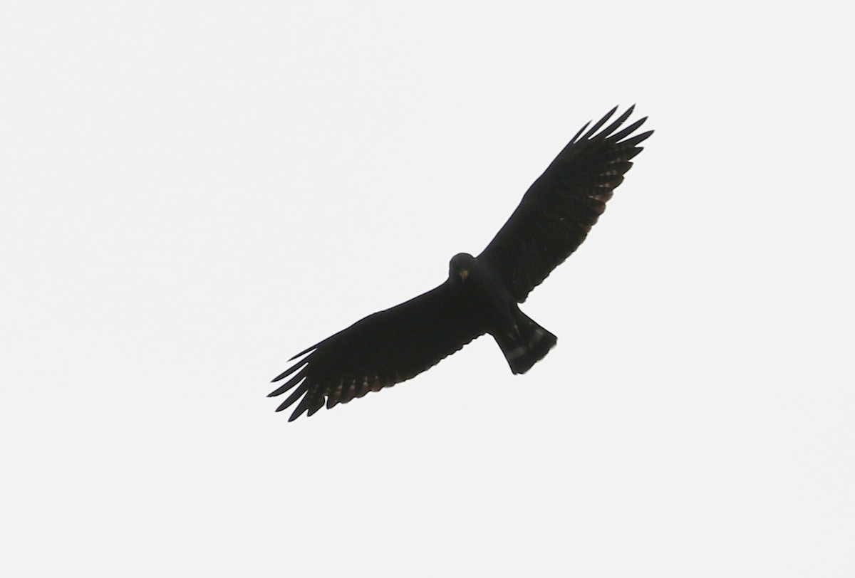 Zone-tailed Hawk - ML207527501