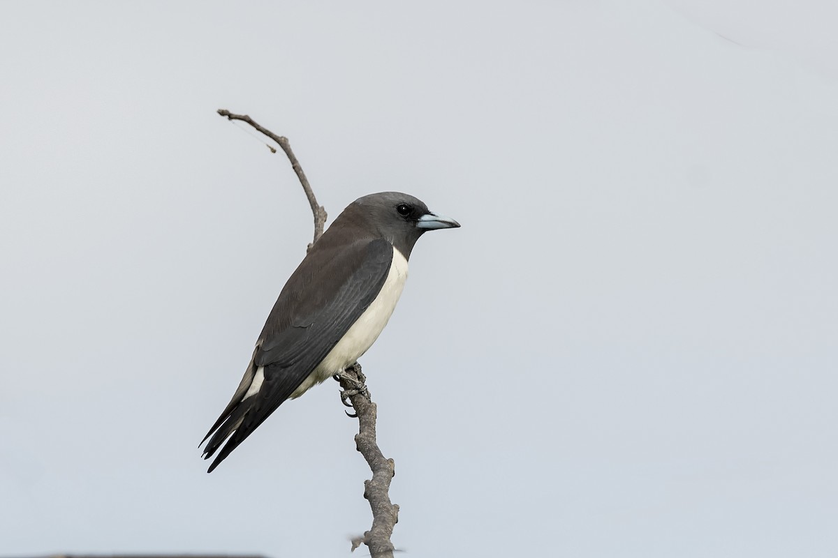 White-breasted Woodswallow - Rodolfo Quinio