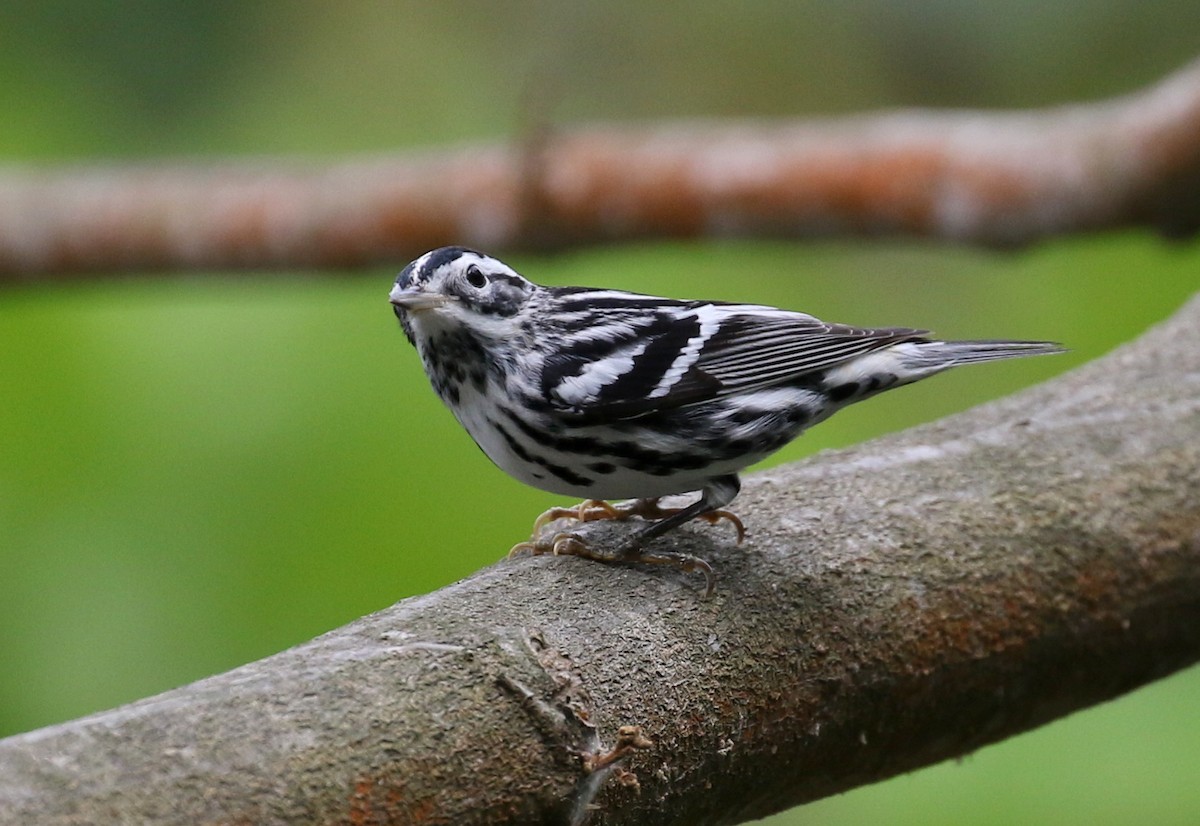 Black-and-white Warbler - ML207528021