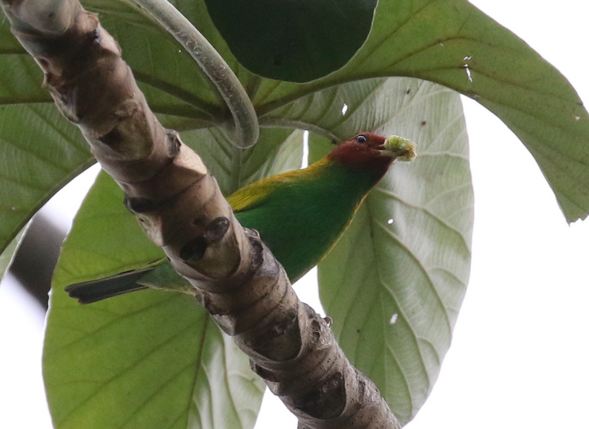 Bay-headed Tanager - ML207528181
