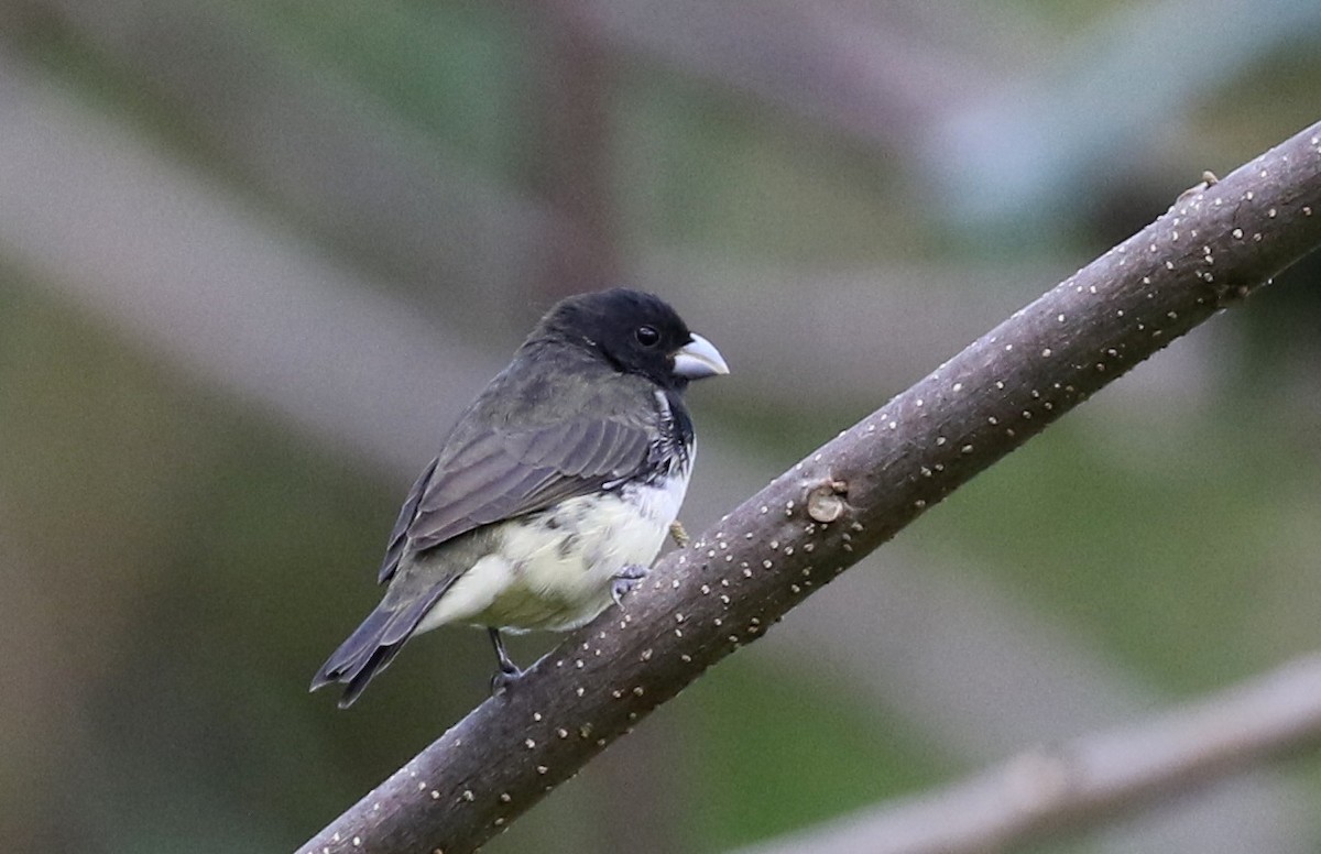 Yellow-bellied Seedeater - ML207528301