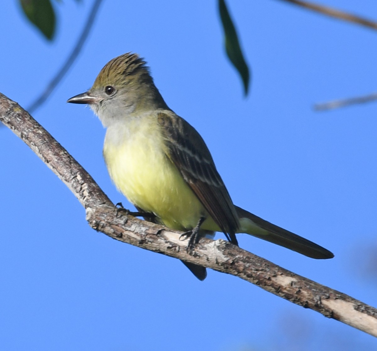 Great Crested Flycatcher - ML207530661
