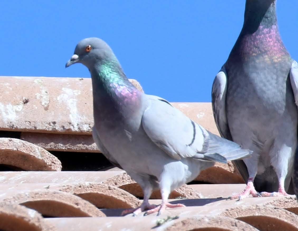 Rock Pigeon (Feral Pigeon) - sam hough