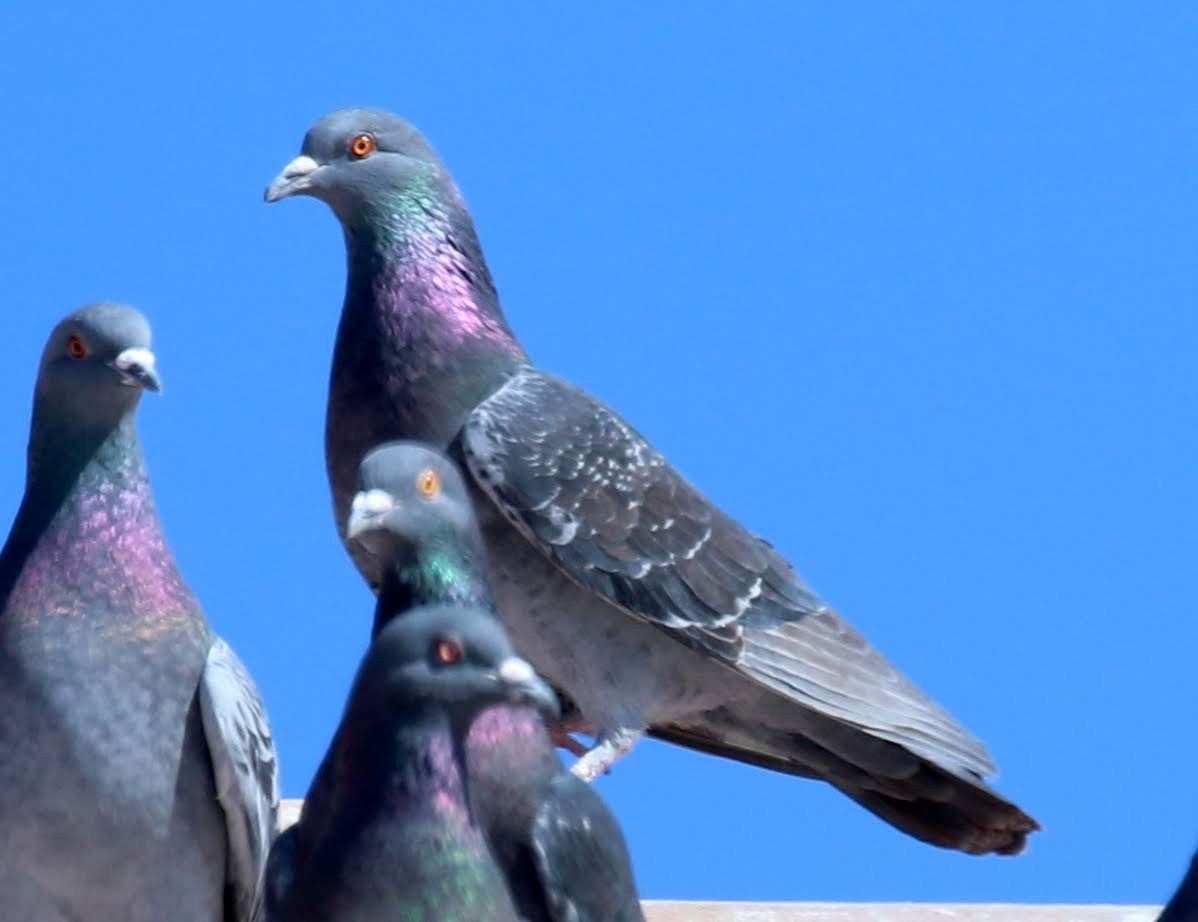 Rock Pigeon (Feral Pigeon) - ML207532031