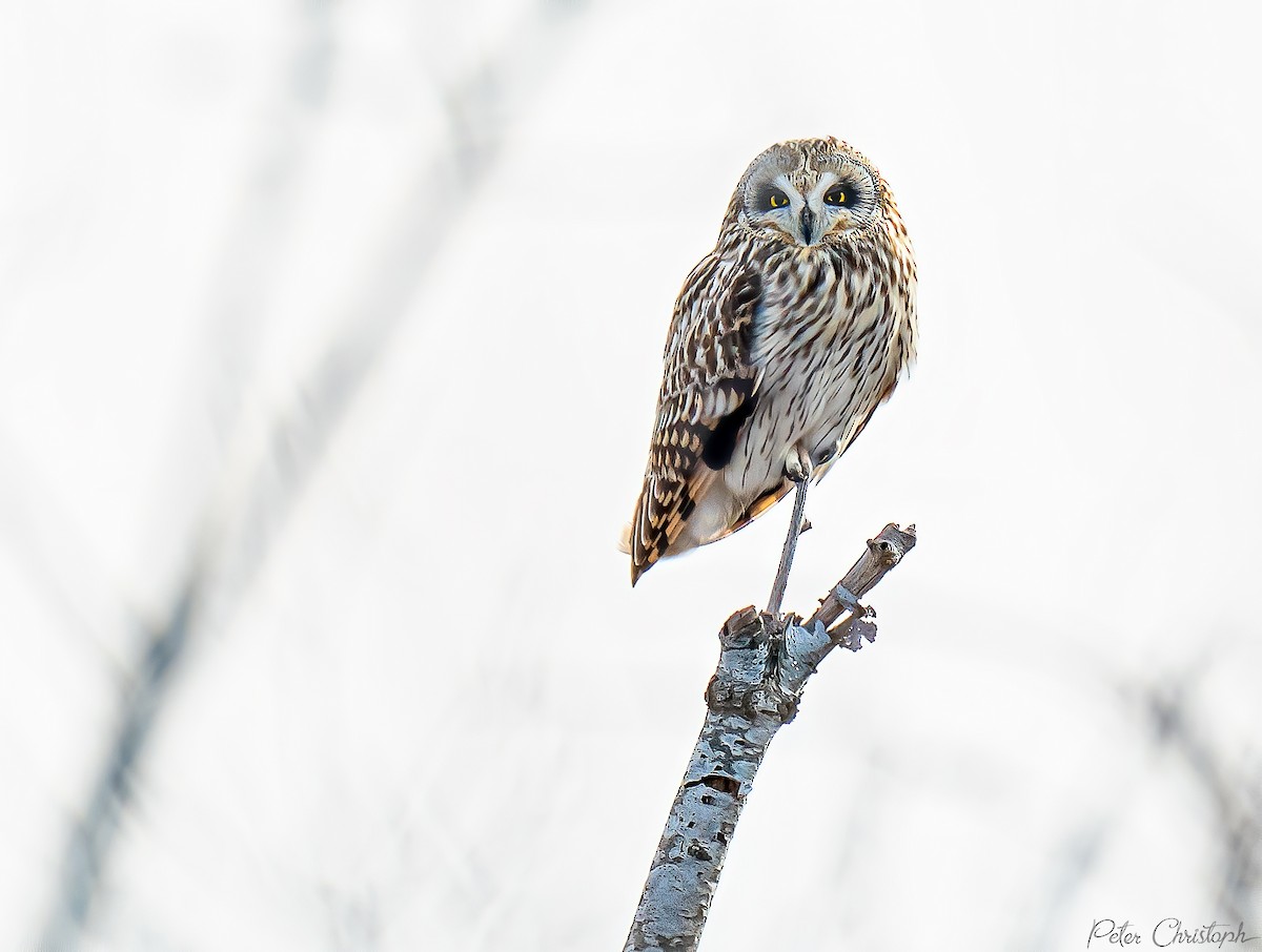 Short-eared Owl - ML207532401