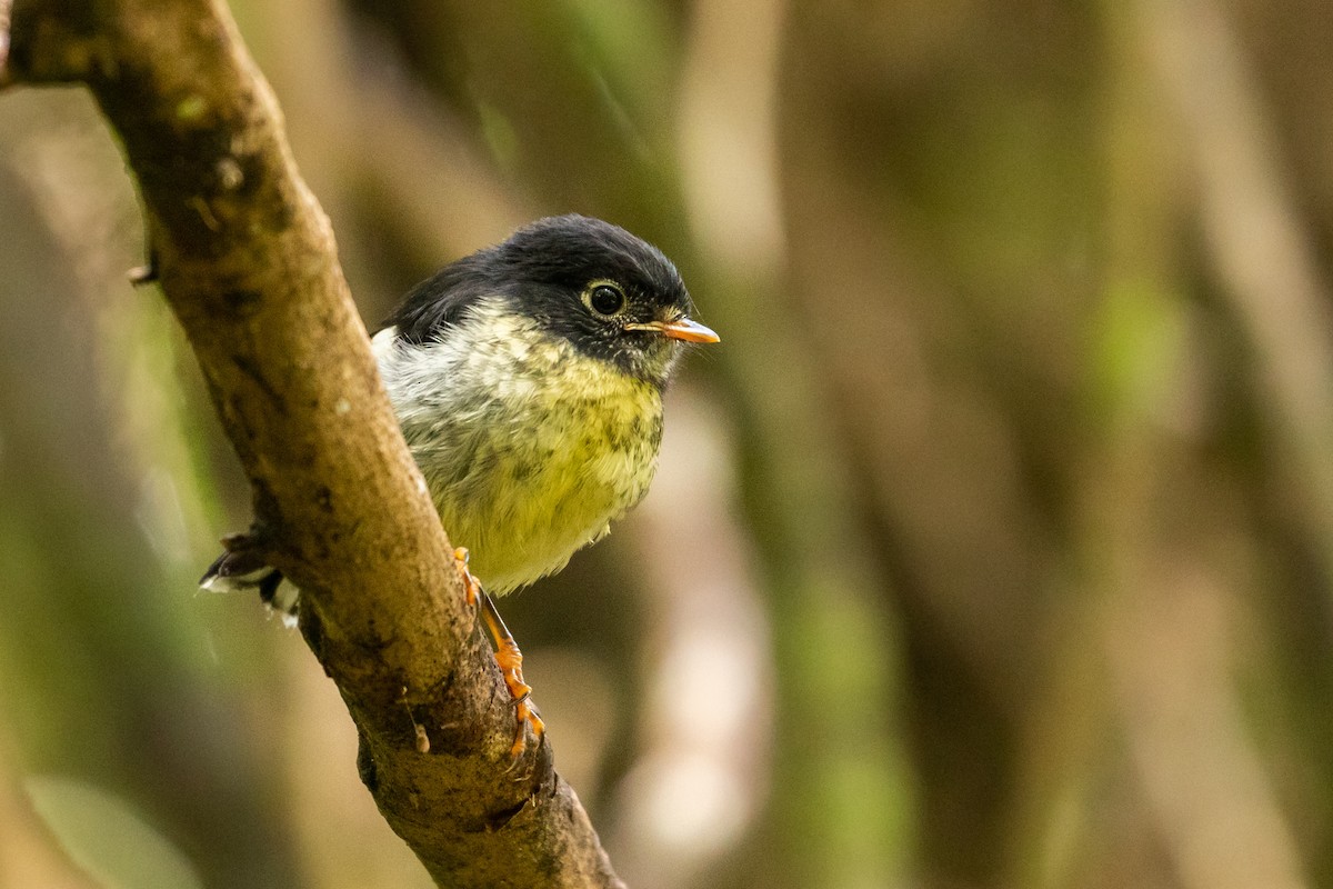 Tomtit (New Zealand) - Louis Bevier