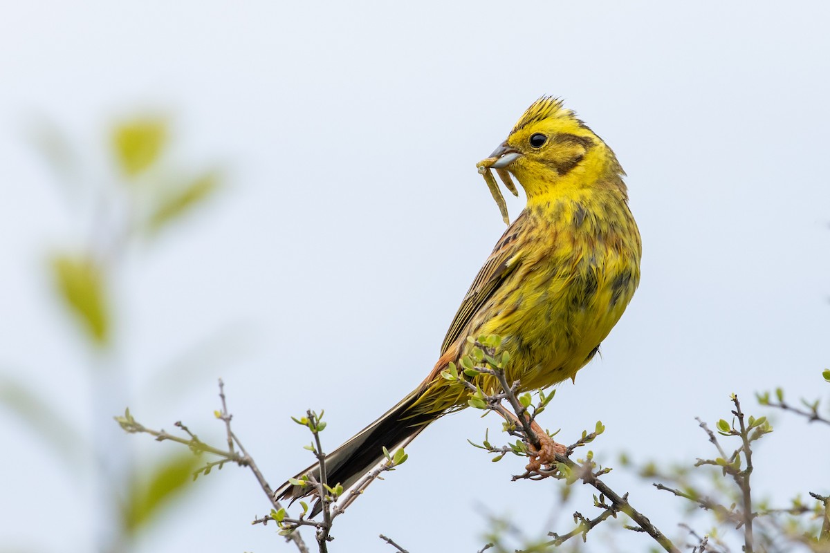 Yellowhammer - Louis Bevier
