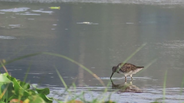 Long-billed Dowitcher - ML207544591