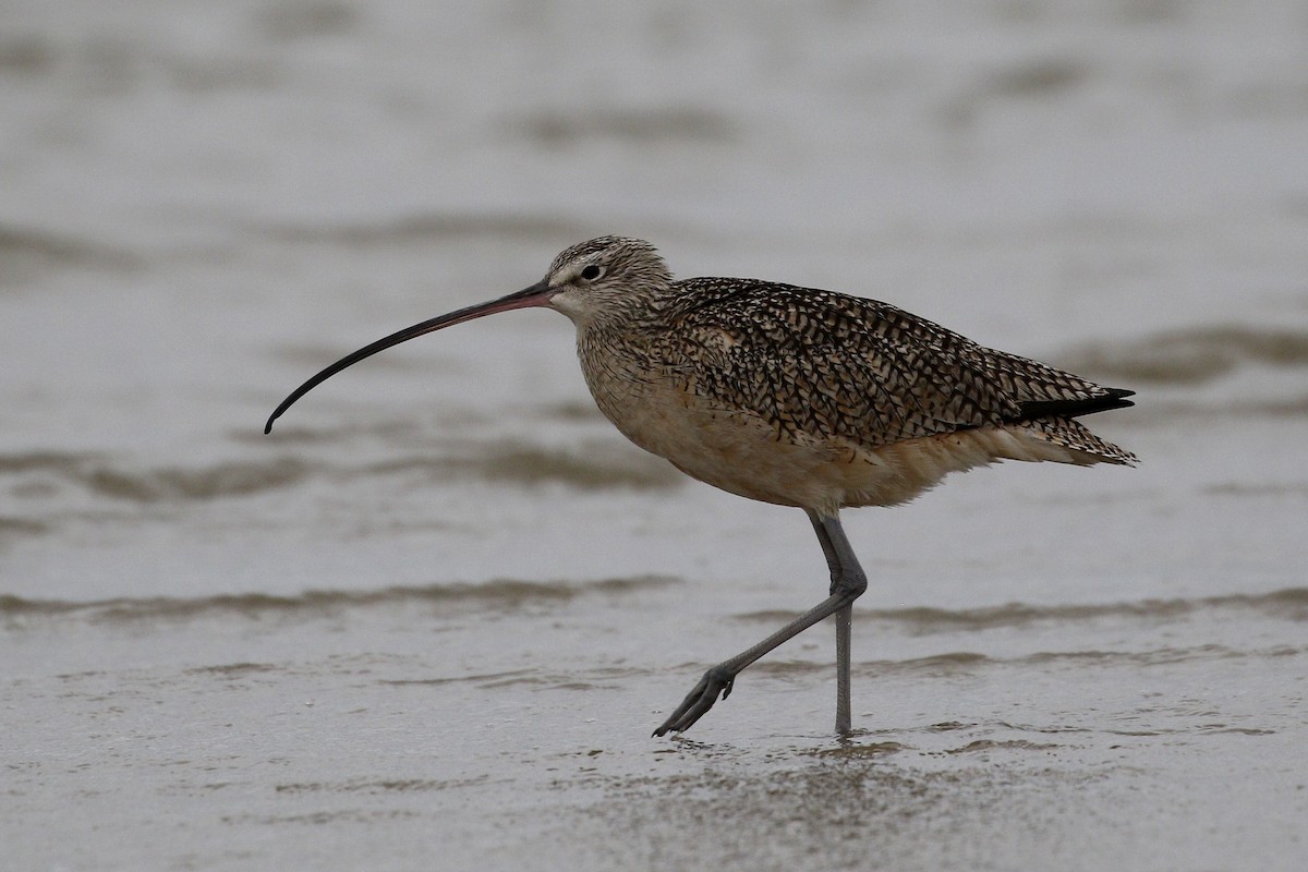 Long-billed Curlew - ML207550531