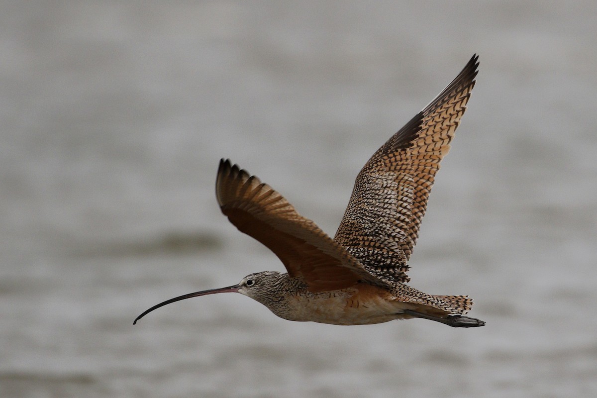 Long-billed Curlew - ML207550541