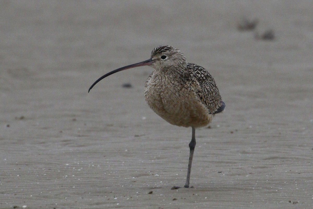 Long-billed Curlew - ML207550551