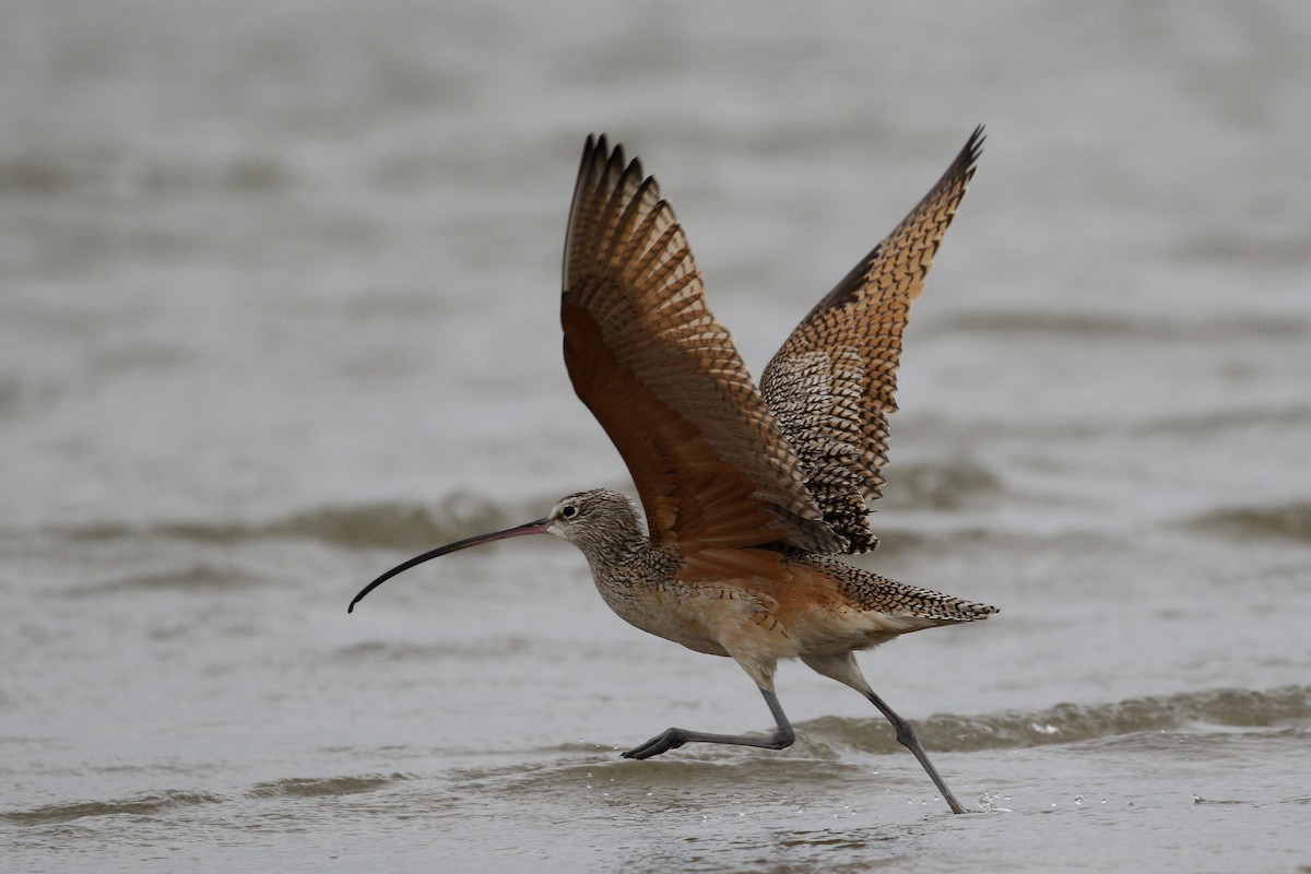 Long-billed Curlew - ML207550581